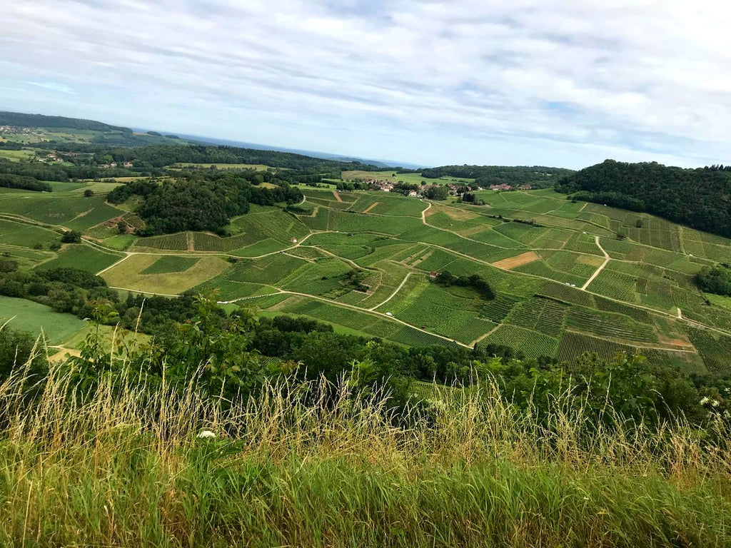 What Is Jura Wine? A Guide to Trousseau, Poulsard & Savagnin